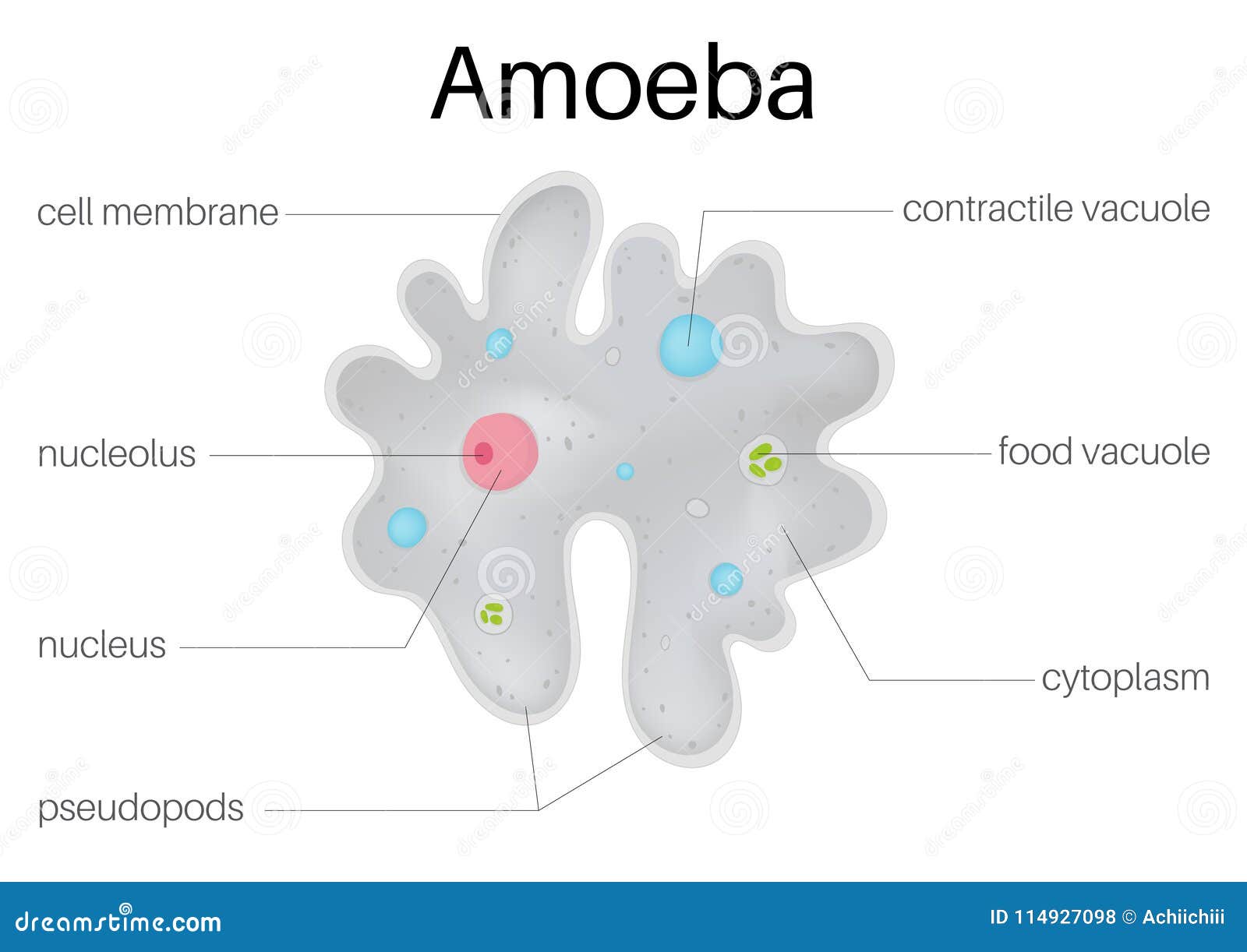 theÃÂ structure andÃÂ diagramÃÂ ofÃÂ  amoeba